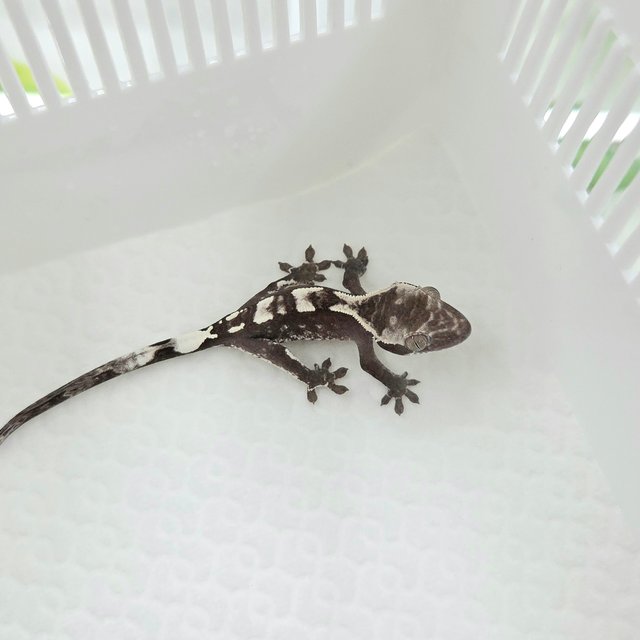 Axanthic Cappuccino