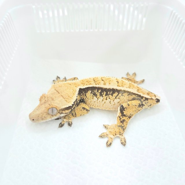 Tri Extreme Harlequin