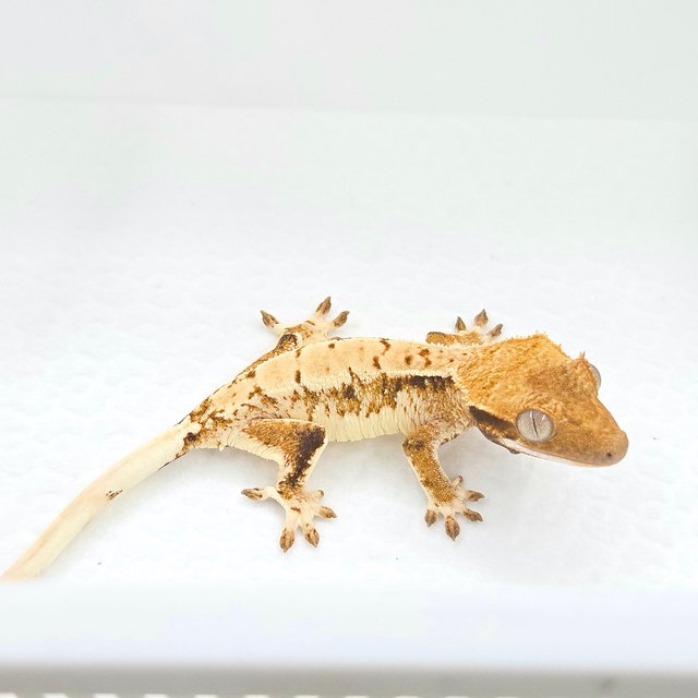 Tangerine Tri Extreme Harlequin