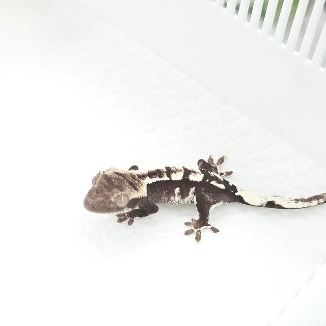Axanthic