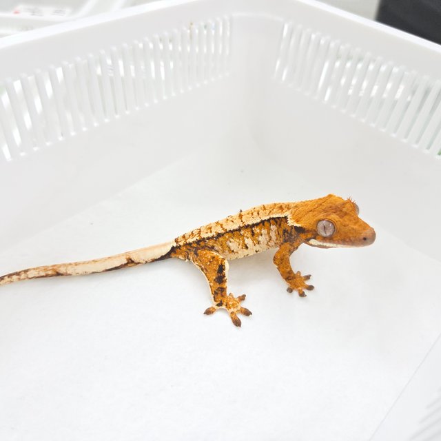 Tangerine Extreme Harlequin Tri