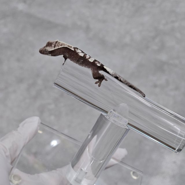 아잔틱