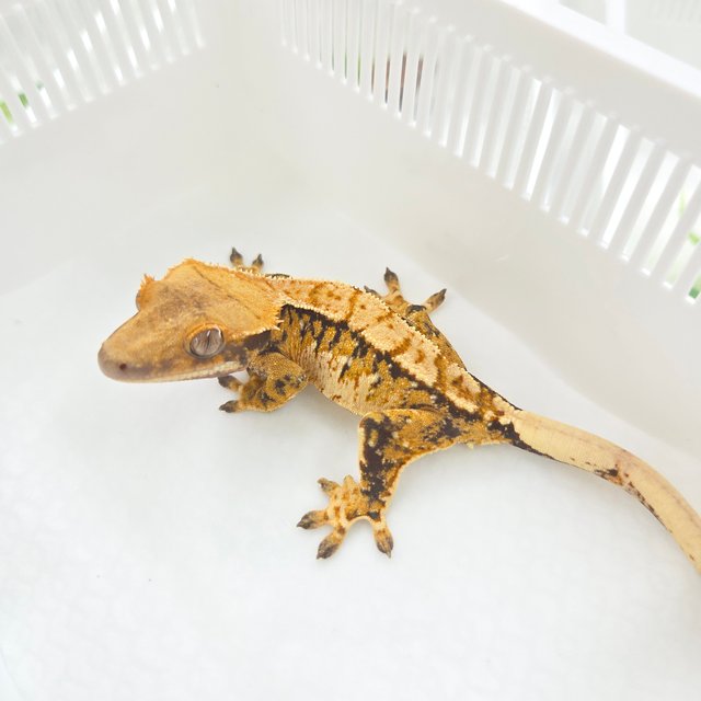 트라이 익스트림할리퀸 텐저린