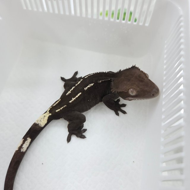 Axanthic