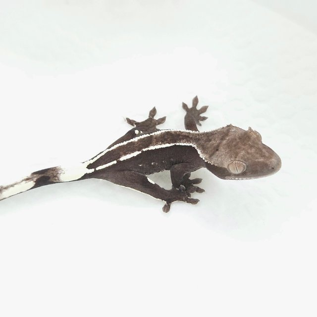 Axanthic