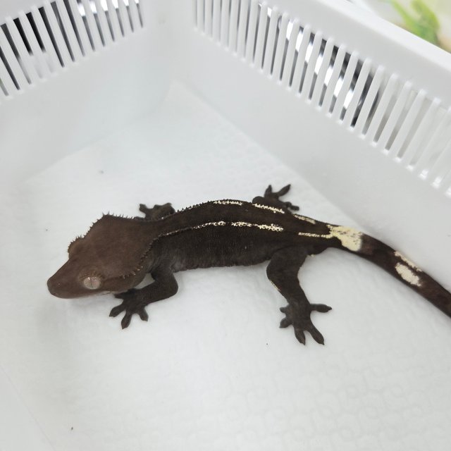 Axanthic