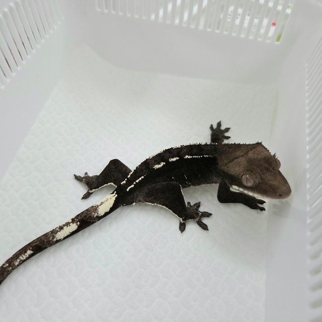 Axanthic