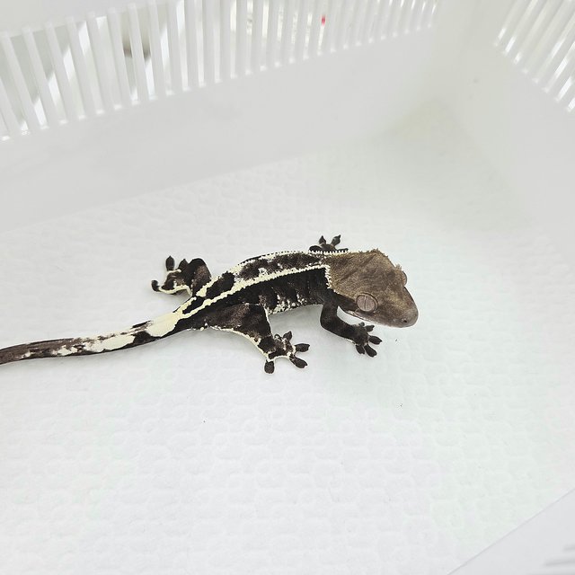 Cappuccino Axanthic