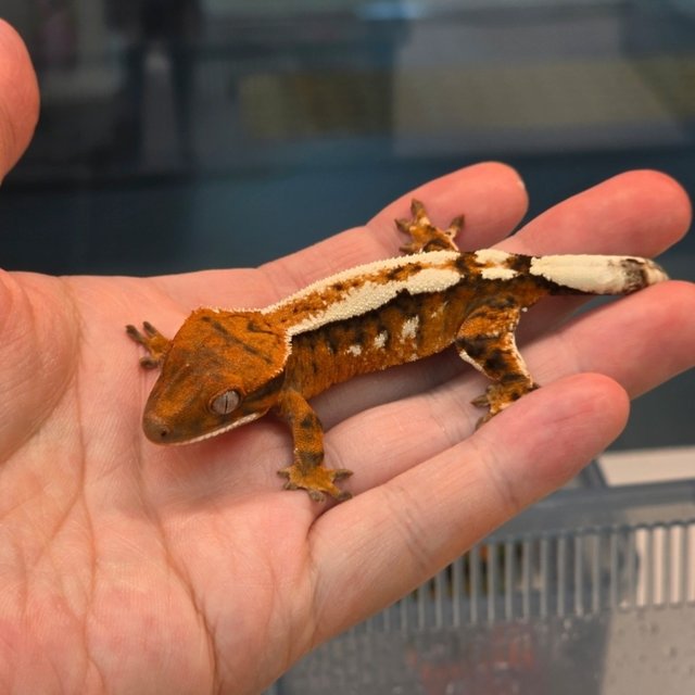 Sable 100% Het Axanthic