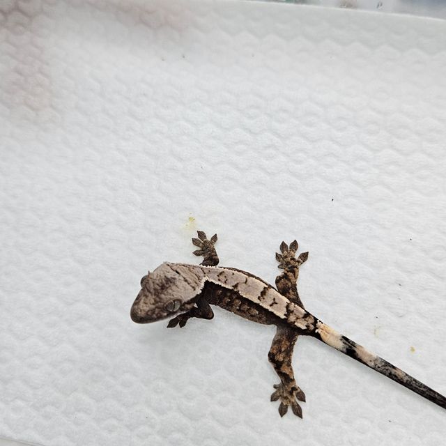 세이블