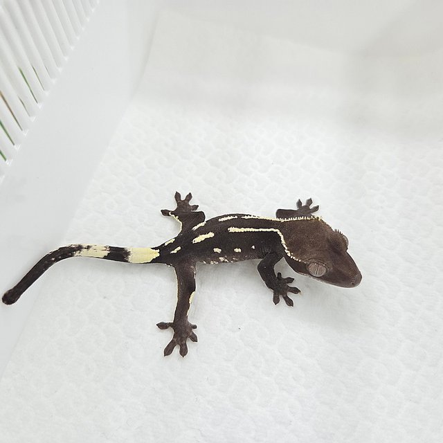 Axanthic