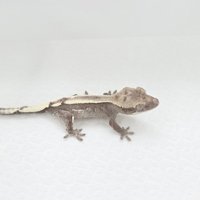 Super Stripe Axanthic Sable