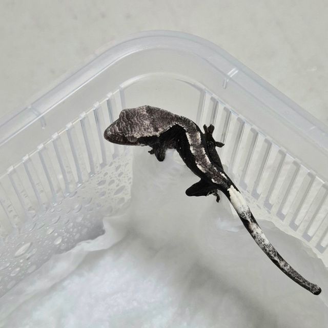 아잔틱