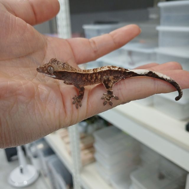 카푸치노