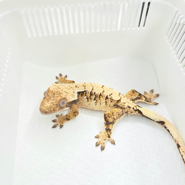Drippy White Spot Tri Extreme Harlequin
