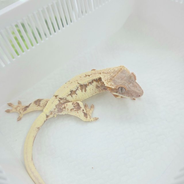 100%헷아잔틱 릴리 세이블