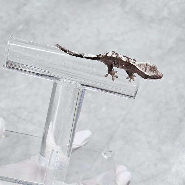아잔틱