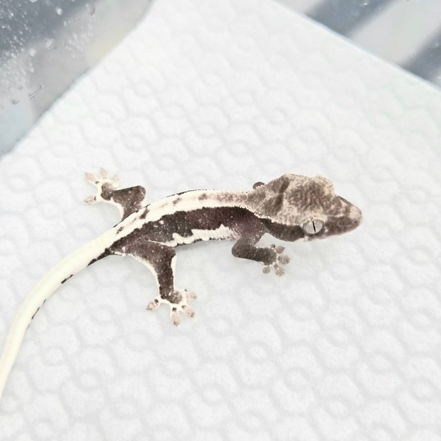 릴잔틱
