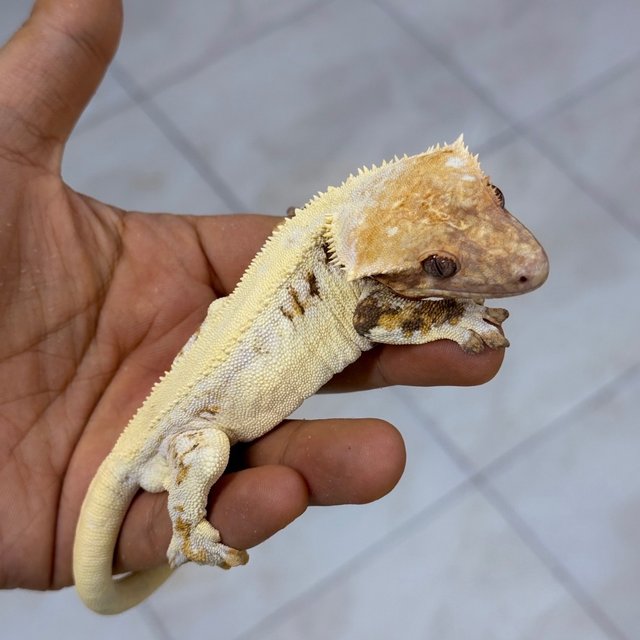 Lilly White Chocho