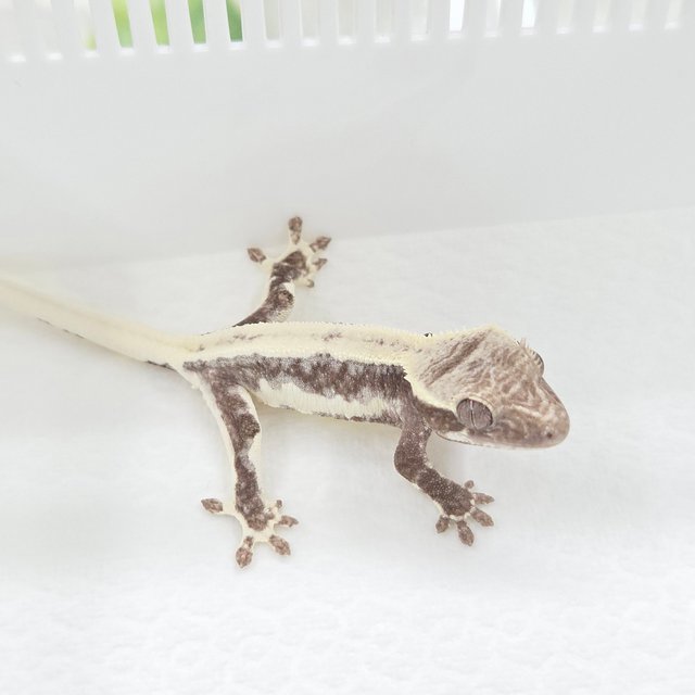 Lilly Axanthic