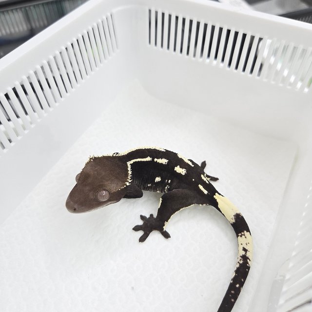 Axanthic