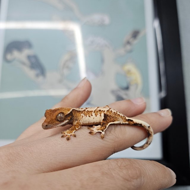 Extreme Harlequin Tri