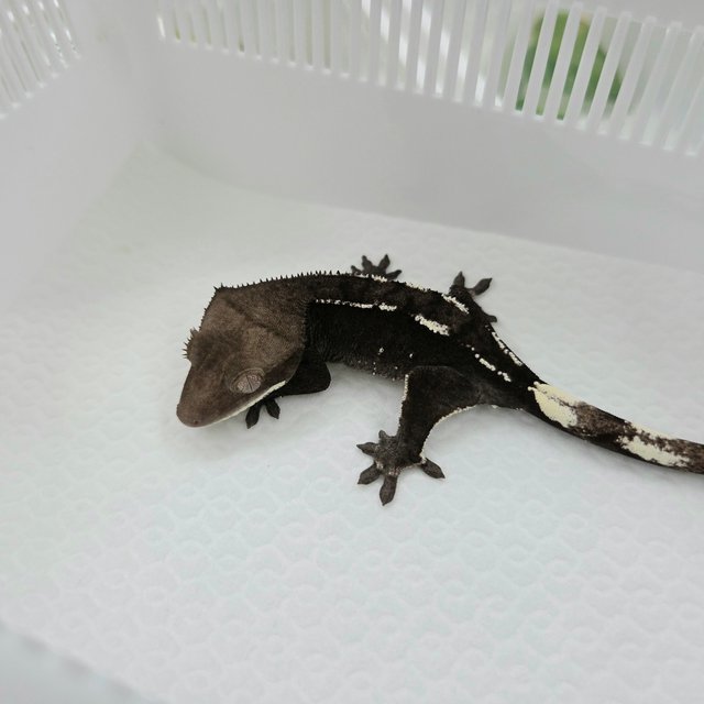 Axanthic