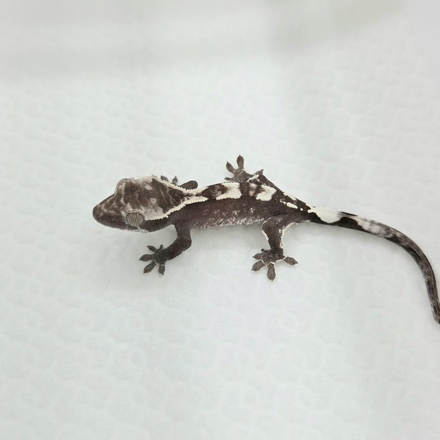 Axanthic Cappuccino