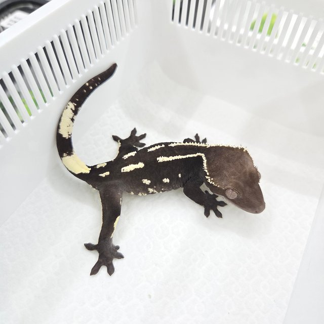 Axanthic