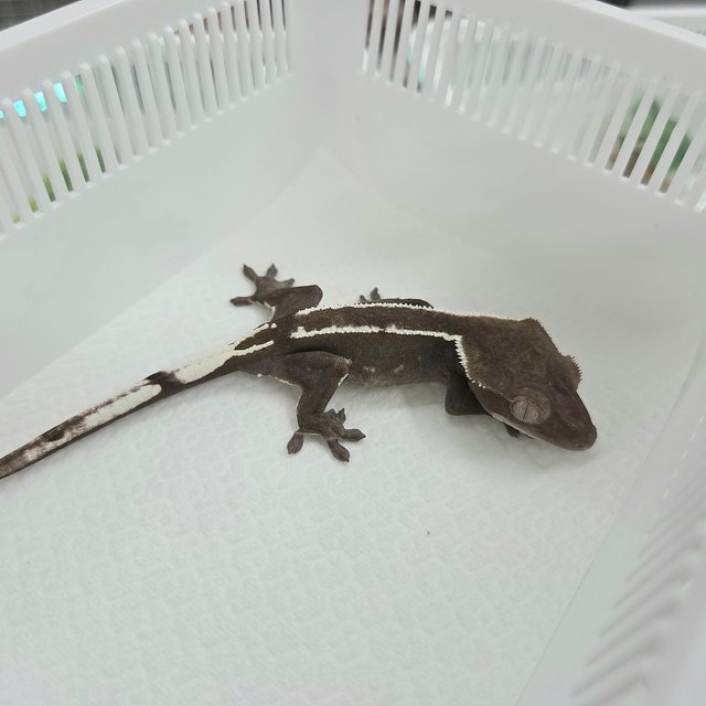 Axanthic