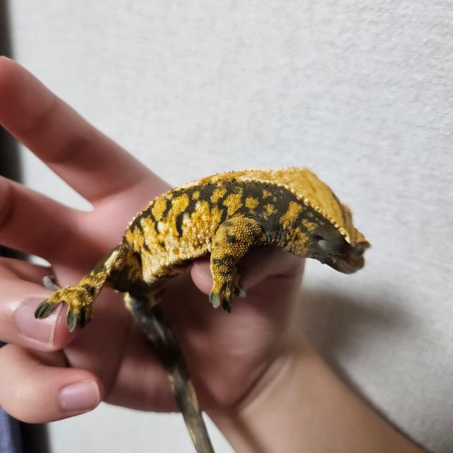 트라이 익스트림할리퀸 텐저린