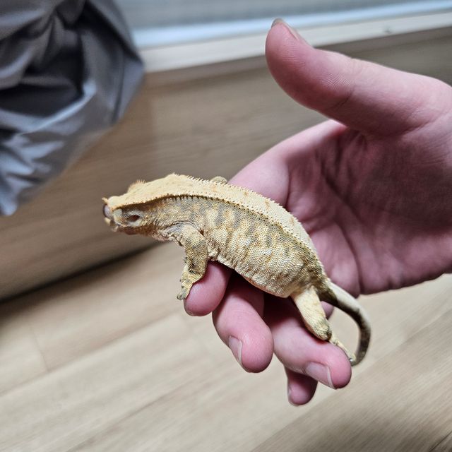 레이지 트라이 익스트림할리퀸