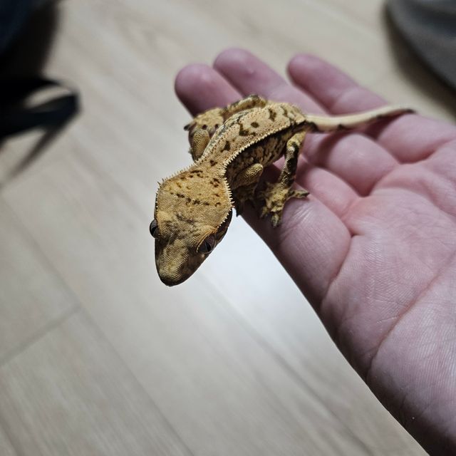 노멀 트라이