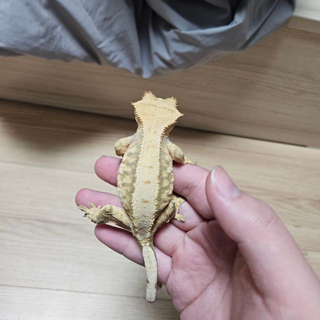 레이지 트라이 익스트림할리퀸