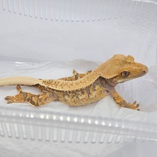 트라이