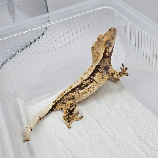 트라이