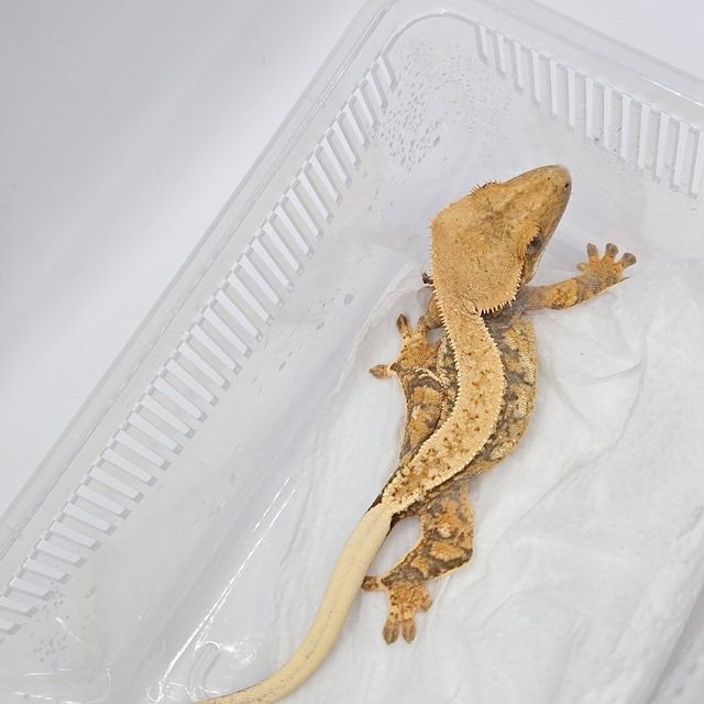 트라이