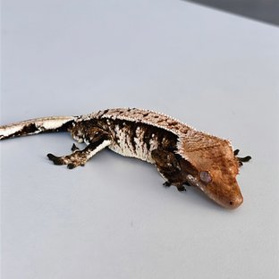 트라이 익스트림할리퀸 텐저린