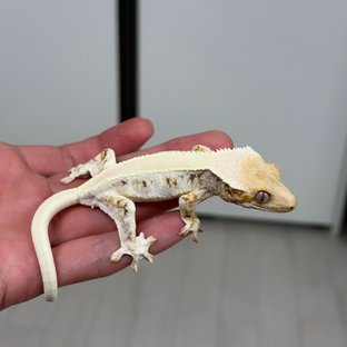 릴리화이트 솔리드백