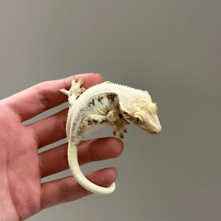 릴리화이트 솔리드백