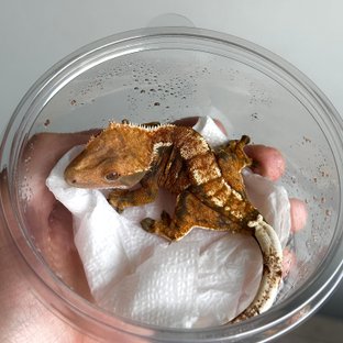 텐저린 익스트림할리퀸