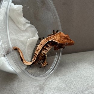 트라이 익스트림할리퀸 텐저린