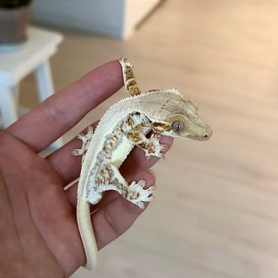 릴리화이트 솔리드백