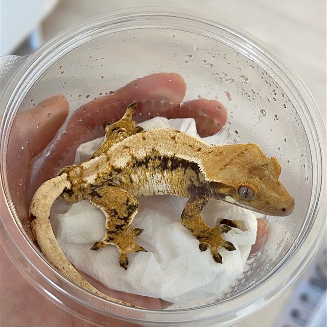 노멀 트라이 익스트림할리퀸