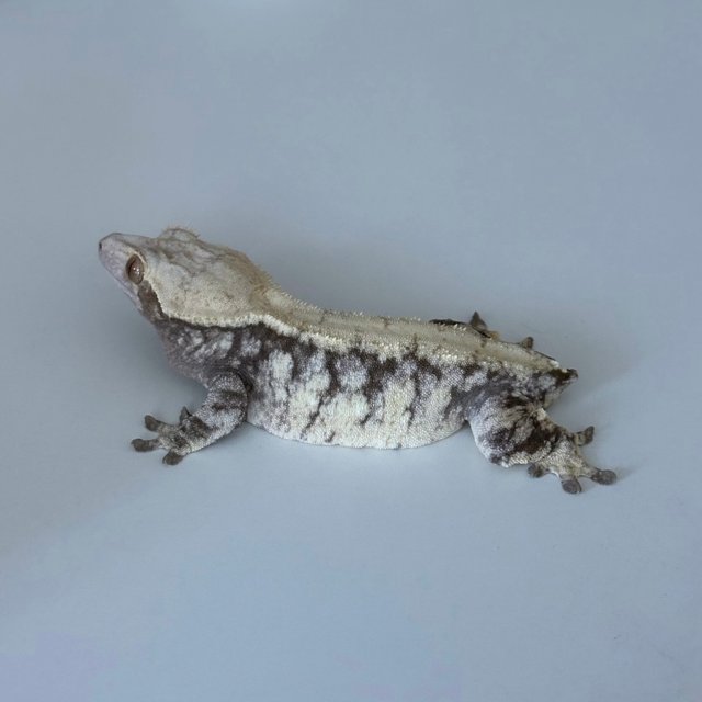 노멀 드리피 익스트림할리퀸