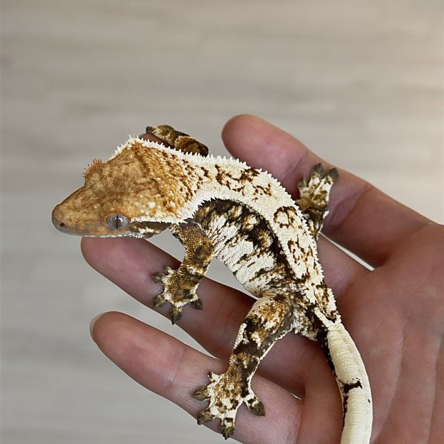 트라이 익스트림할리퀸 쿼드 드리피 노멀