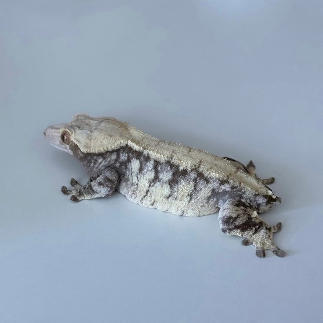 노멀 드리피 익스트림할리퀸