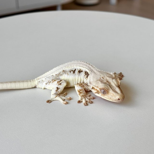 릴리화이트 솔리드백