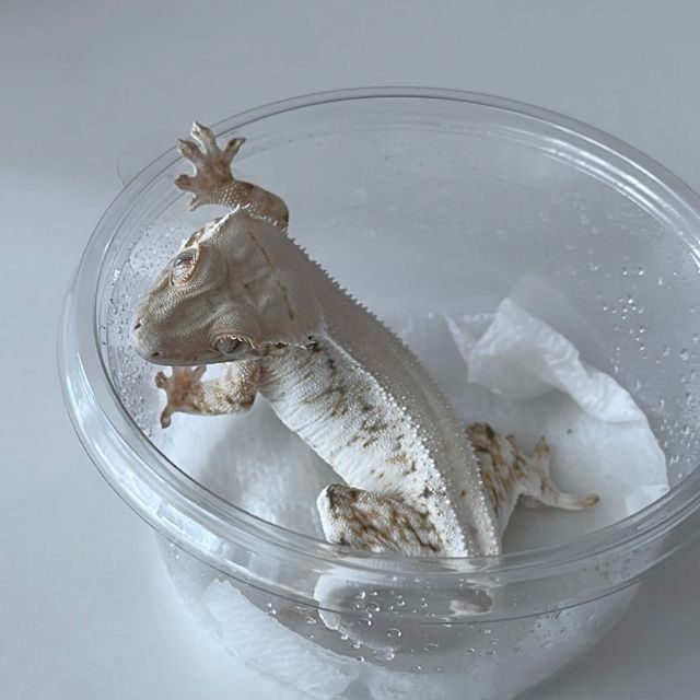 릴리화이트 솔리드백