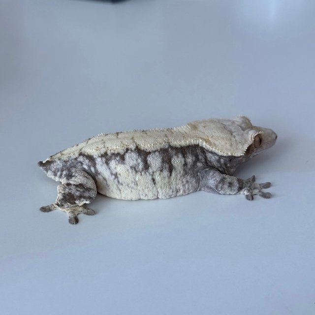 노멀 드리피 익스트림할리퀸